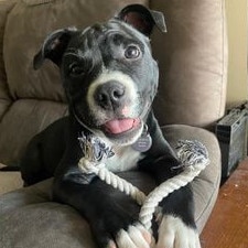 Gold Coast's cutest dogs: Buster. By Rebecca Peters.