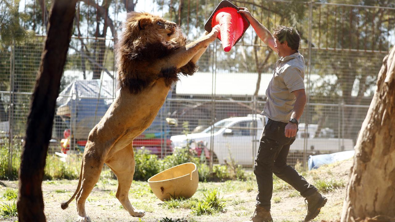 Lion trainer Matt Smith has a final play with the lions before they are transported north. Picture: Sam Ruttyn