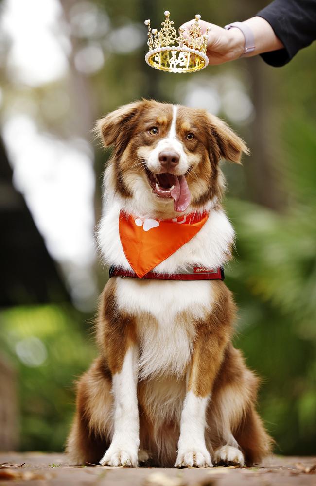 \Banjo the 2yr old Australian Shepherd X Kelpie wins the 2024 Wahl Next Pet Model in Eveleigh. Picture: Sam Ruttyn