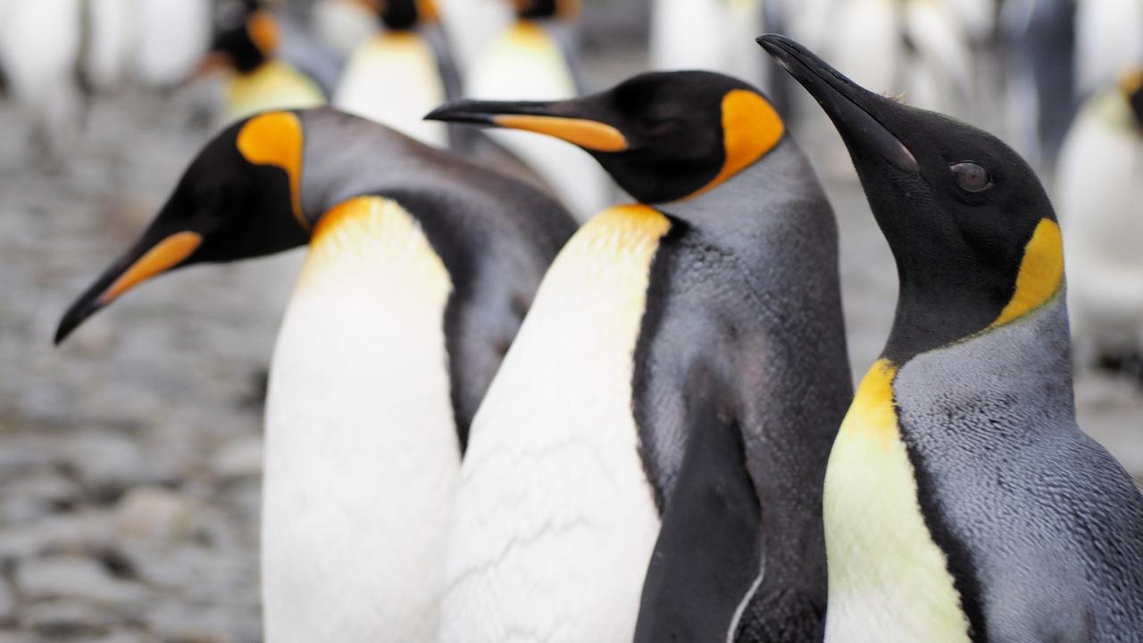 Biggest king penguin colony shrinks by 90 per cent: Study | news.com.au ...