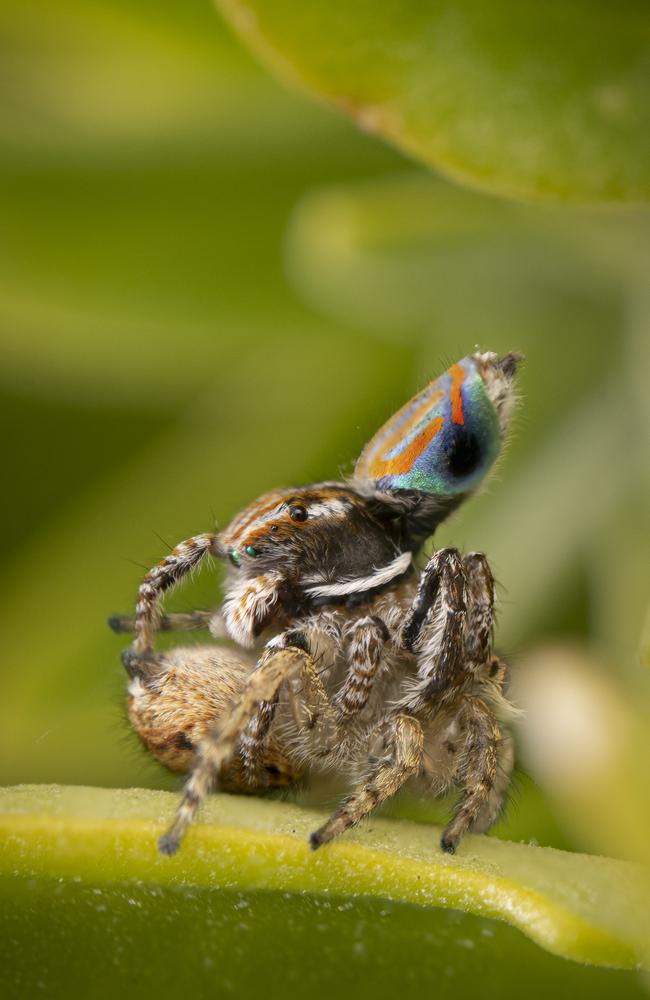 See Seven New Dazzling, Dancing Peacock Spiders, Smart News