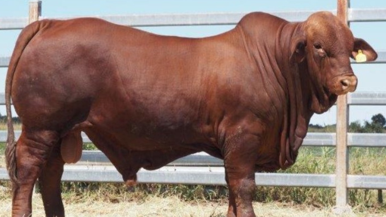 Oasis A Long John recenty set a new Droughtmaster breed record selling for $220,000.