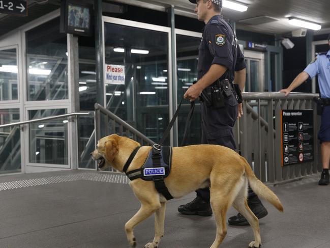 Police Operation at Shalvey and in the Mt Druitt areas on Friday night targeting gangs of youths for violent and antisocial behavior lately. Over 100 police were out on the streets, including police dogs, mounted police, police on dirt bikes. Pictured is a drug detection dog at Mt Druitt Train Station.