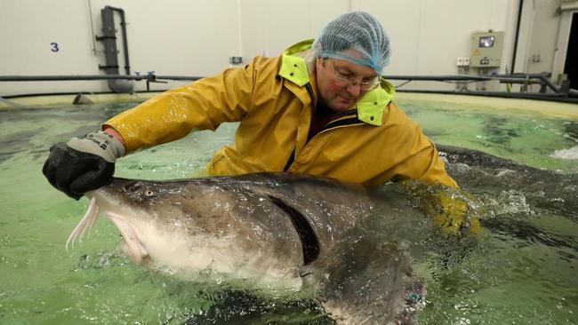 Thierry Bay, director of the Belgian Quality Fish farm, holds a sturgeon in Dottignies, Belgium.