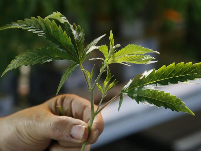 A Huon Valley man has avoided a jail sentence after he was sprung by police growing and harvesting cannabis in his shed.