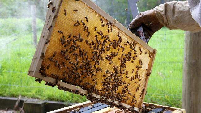 National Pollinator Week is an opportunity to raise awareness and get people more connected to the environment. Picture: Andy Rogers