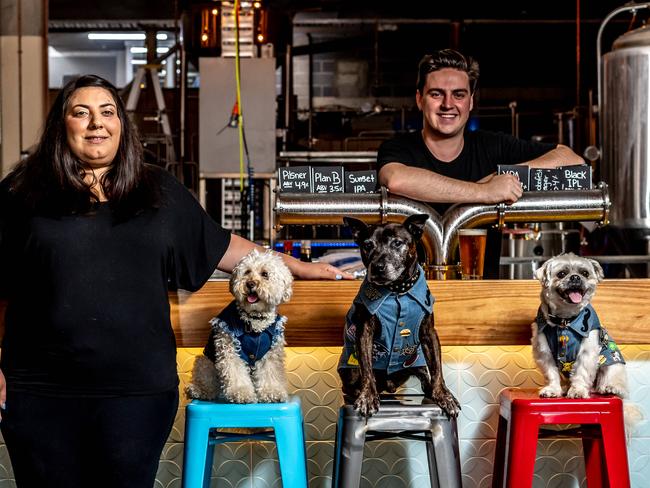 7th Day Brewery welcomes dogs. Left Alina Michaels with her dog Coco the Peekapoo and Angel and Chubbs. Picture: MONIQUE HARMER