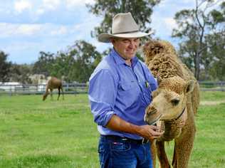 Paul Martin co-owner of The Australian Wild Camel Corporation at Harrisville with Teddy the camel. Picture: David Nielsen