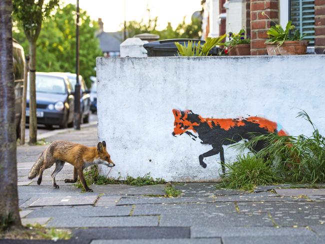 Lumix People’s Choice Award: Fox Meets Fox by Matthew Maran, UK/Wildlife Photographer of the Year 2018/Natural History Museum. Matthew has been photographing foxes close to his home in north London for over a year and ever since spotting this street art had dreamt of capturing this image. After countless hours and many failed attempts his persistence paid off.