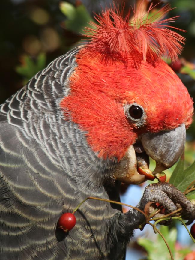 The gang-gang cockatoo was added to the threatened species list in 2022. Picture: Trevor Pescott