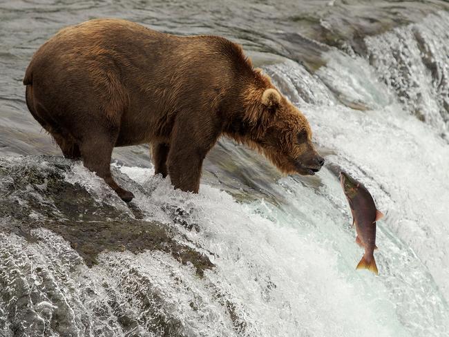 Highly Commended Animal Behaviour ... Who will win? An Alaskan Brown Bear tries to catch a salmon on the Brooks River, Katmai National Park, Alaska, USA. Picture: Robin Karpan/WildlifePhoto.com