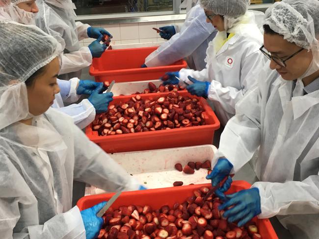 Qantas have rallied their staff from across the company to chop up a tonne of strawberries in a bid to support Australian farmers after the fruit contamination crisis. Picture: Supplied