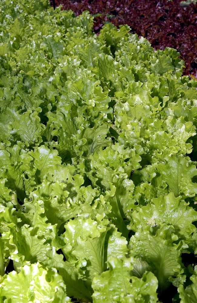 Leafy greens, such as romaine lettuce and bagged salad mixes, have been linked to 11 deaths, 614 illnesses and 50 recalls/outbreaks.