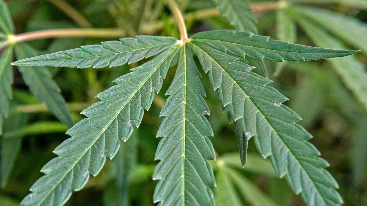 Weed Week: Cannabis ‘can kill melanoma’; Germany legalises weed ...