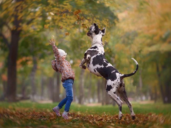 Love in black and white ... Anna and Leonella the Harlequin Great Dane. Picture: Little Kids and Their Big Dogs