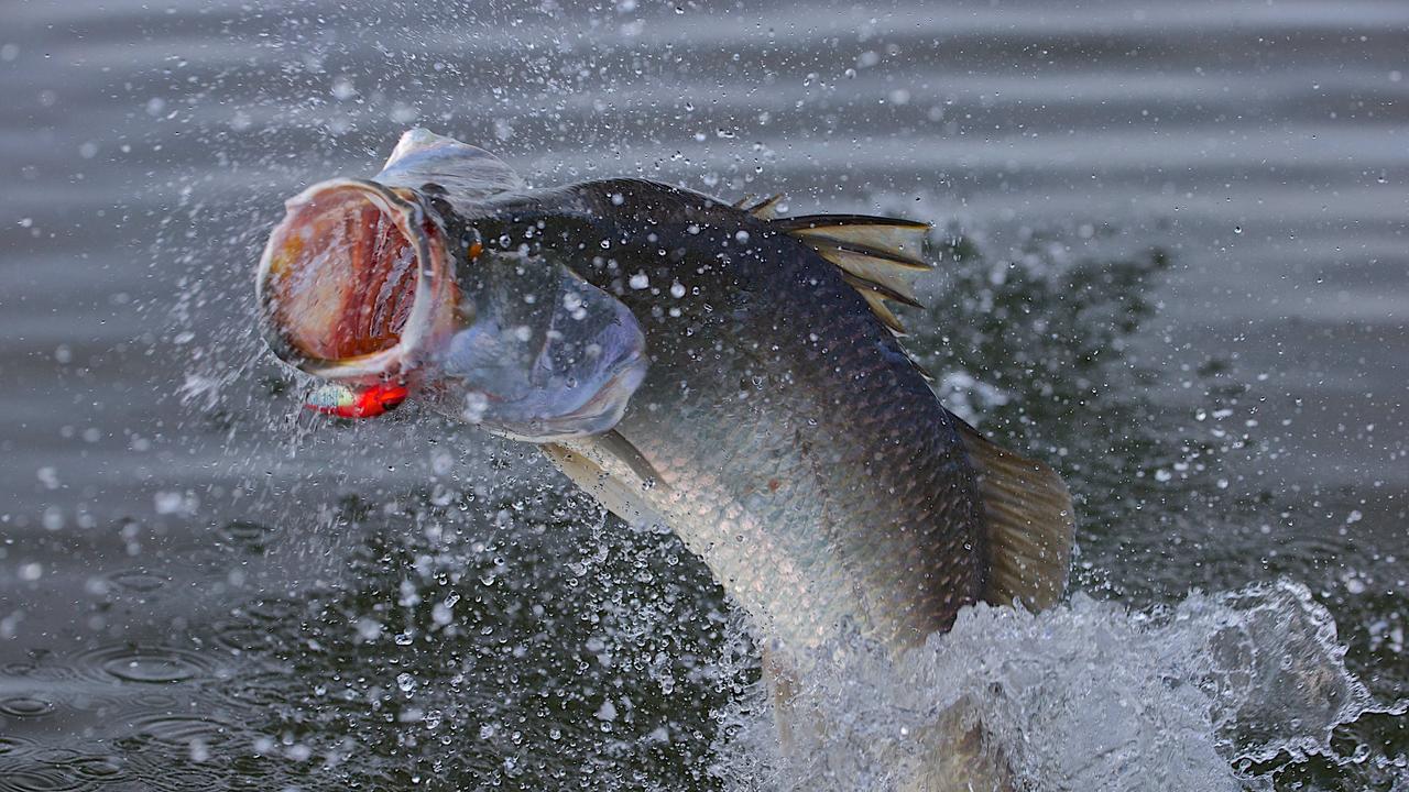 Fishing Monthly Magazines : Chasing jacks around townsville