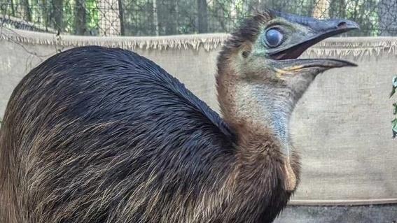 Orphaned cassowary chick, Bunji, building up his strength and energy for his new home on the Gold Coast.