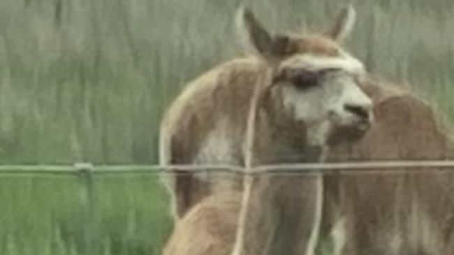 Police are seeking information on the shooting of the beloved alpaca Freddy who was shot dead while drinking water in Albert Park, NSW near Wagga Wagga. Picture: Supplied.