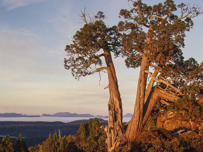 Pencil pines on the Central Plateau in Tasmania. Picture: Rob Blakers