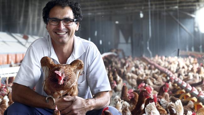 . New standard for free-range eggs introuced, visit free-range egg farmer Steven Pavlides on his farm in Acton Road, Picture;KIM EISZELE.