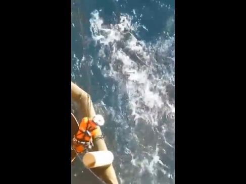 Tiger shark rips through a school of fish off an oil rig