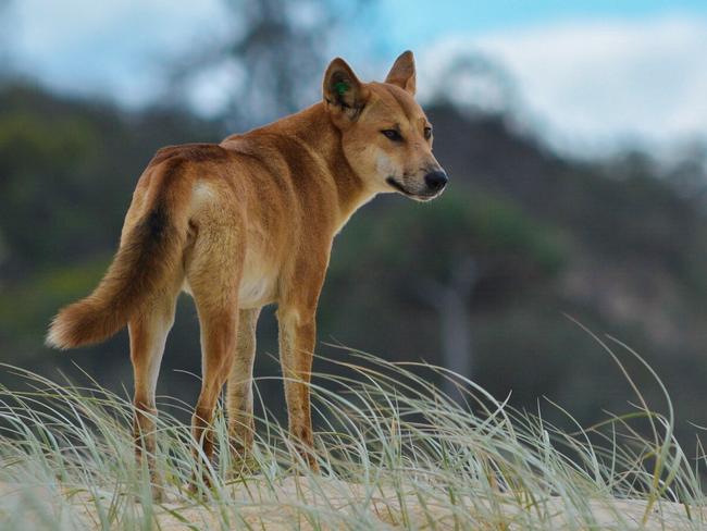Rangers urged visitors to be smart while staying at K’gari. Picture: iStock