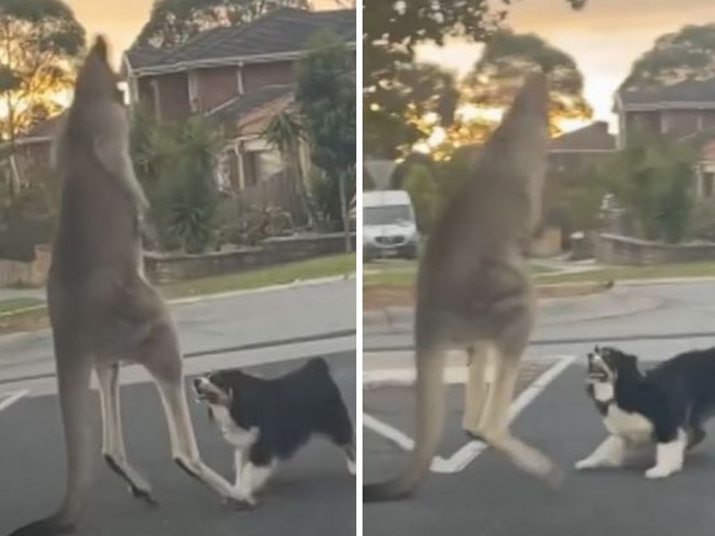 A clip of a kangaroo and dog fighting on an Aussie street made headlines - now the truth behind it has been revealed