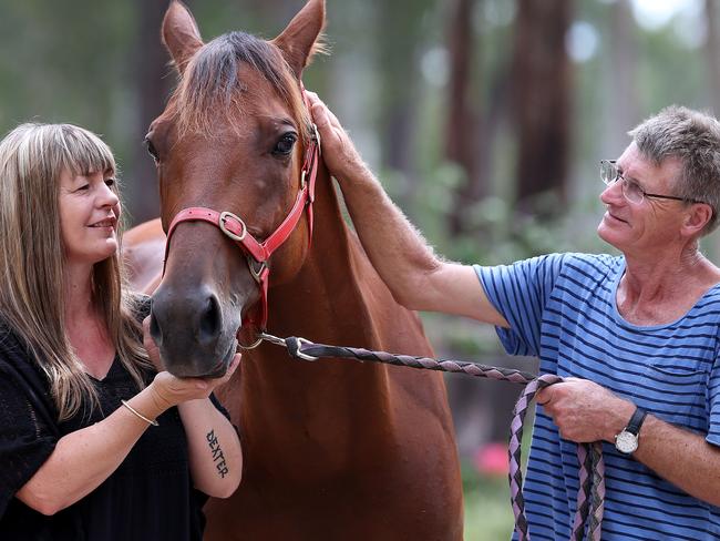 Destreos is set to break an Australian record for a pacer, closing in on his 400th career start! He has start number 397 at Albion Park on Saturday night. Ken Rattray is his trainer and he is owned by Ken's wife Sally Stingel. Pics Adam Head