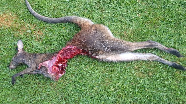 Phil Crawford found this dead kangaroo on his Wyong Creek property and has no idea what attacked it. Picture: Phil Crawford