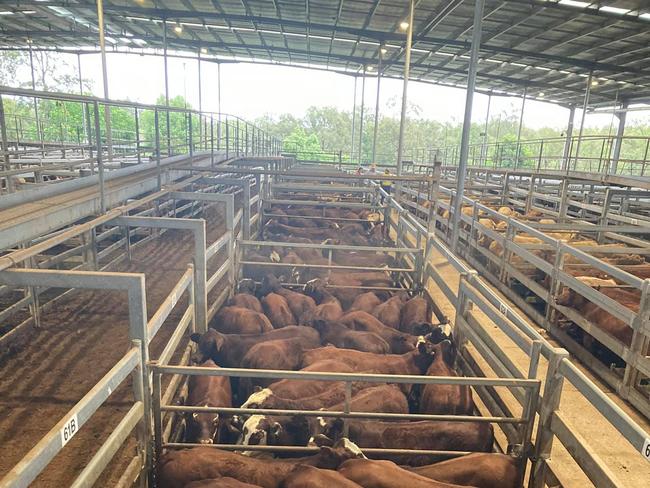 The Casino saleyards will host a massive weaner sale over Thursday and Friday.