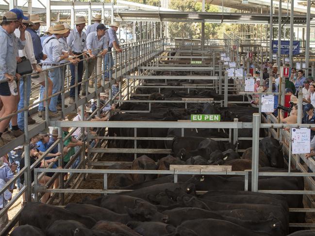 Updated: Best weaner calf prices of 2022 ranked