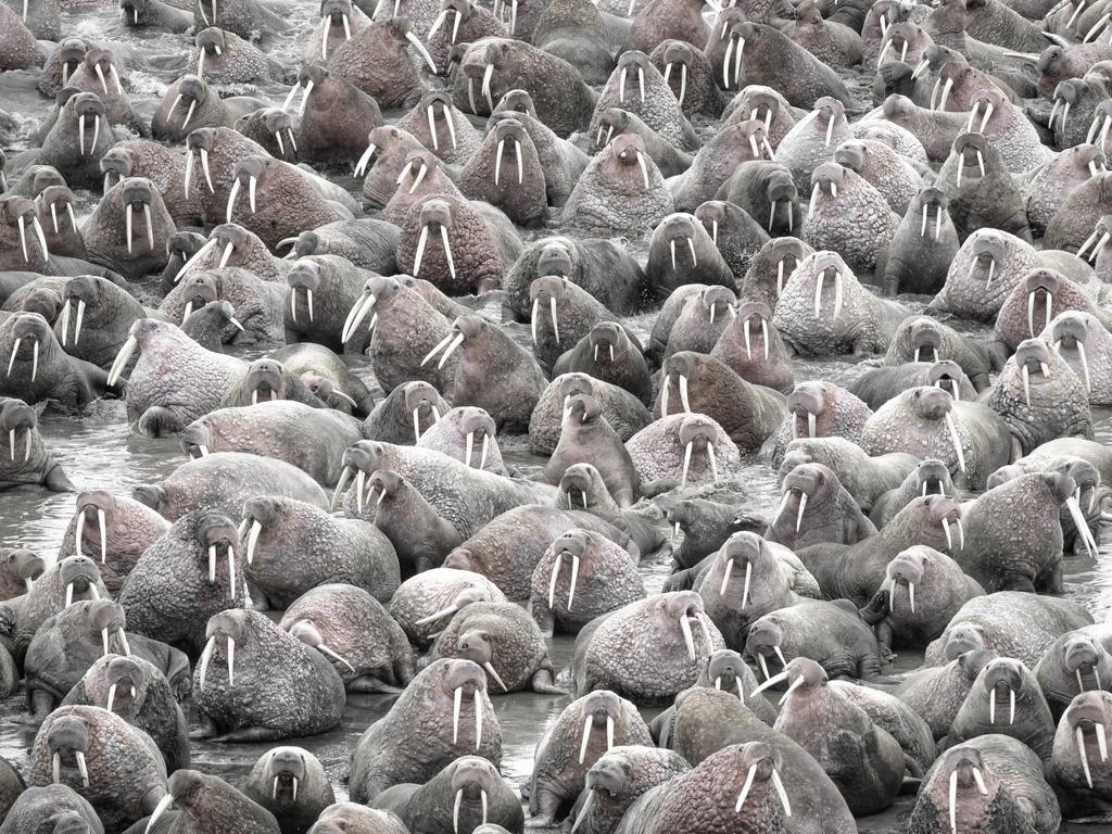 Walruses As Far As The Eye Can See Thousands Gather On Alaskian Shore Gold Coast Bulletin