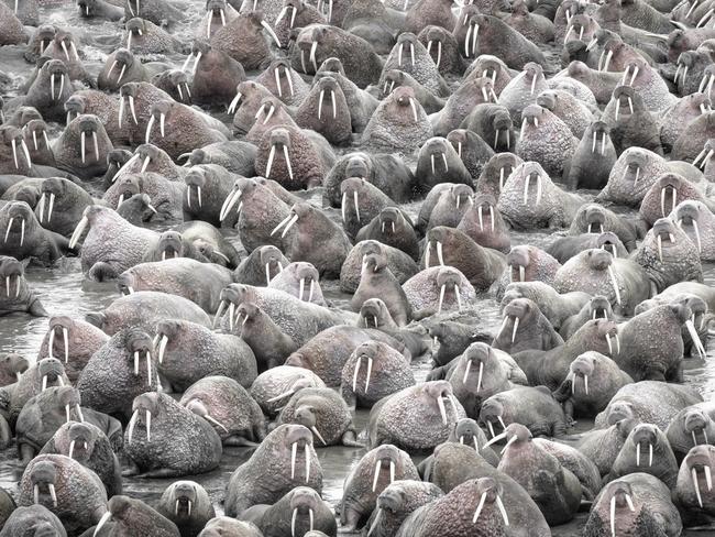 A herd of thousands of walruses crowded together on an Alaskian beach. Melting sea ice forced the animals ashore. Walruses are sociable animals and known to assemble in herds of several hundred, but a gathering of thousands is rare. Picture: Rick Beldegreen/Solent News