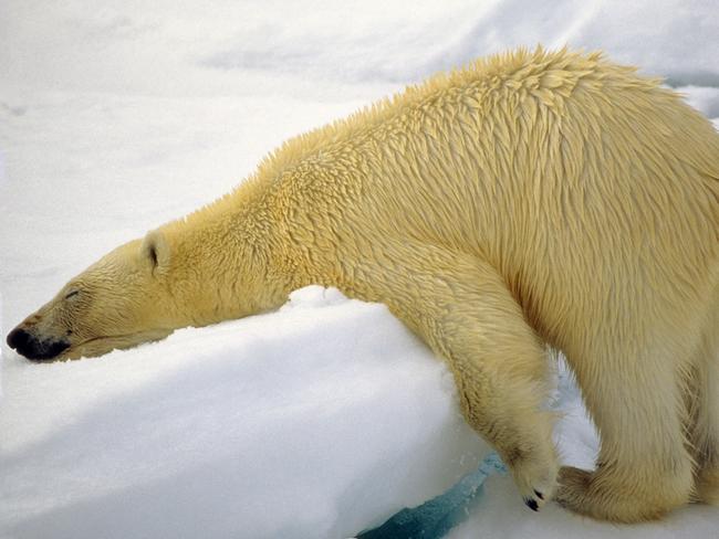 Comedy Wildlife Photography Award Finalist: A polar bear sleeps on some ice. Picture: Denise Dupras / CWPA / Barcroft Images