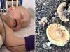'Our baby found a mushroom in our pot plant ... we almost lost him'