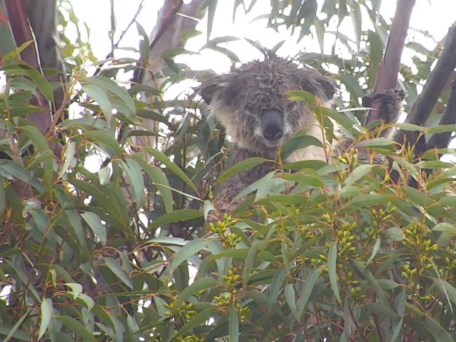 A rain-soaked koala detected by drone Credit: Douglas Thron/ Instagram: douglasthron