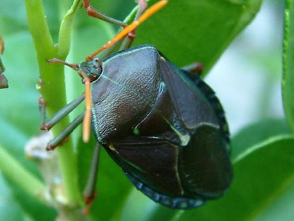 bronze orange bugs