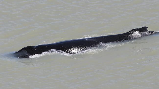 One of the humpback whales spotted in the East Alligator River. Picture: NT Government.