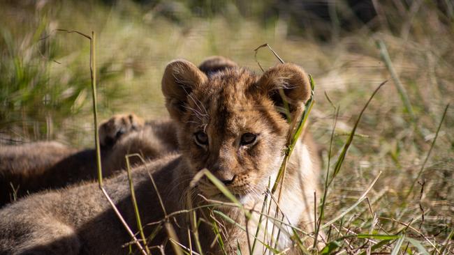 Guests can now see the lions and cubs.