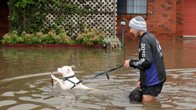 This man took his dogs for a swim along Port Macquarie's Hastings River Drive. Picture: Nathan Edwards