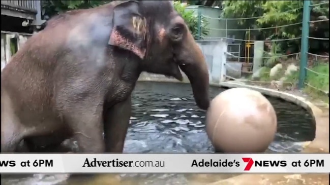 The Advertiser/7NEWS Adelaide: SA to welcome elephants, Hinkley backs Power doctor