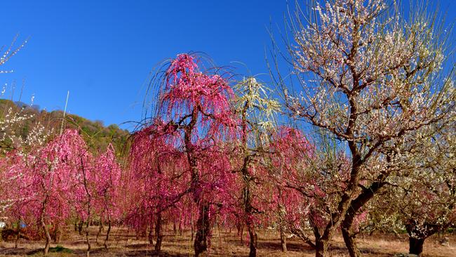 Pink and white plum trees and blossoms in Soga-bessho Plum Grove, Odawara City, Kanagawa Prefecture.