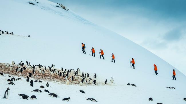 Guests pass a gentoo penguin colony on Cuverville Island.