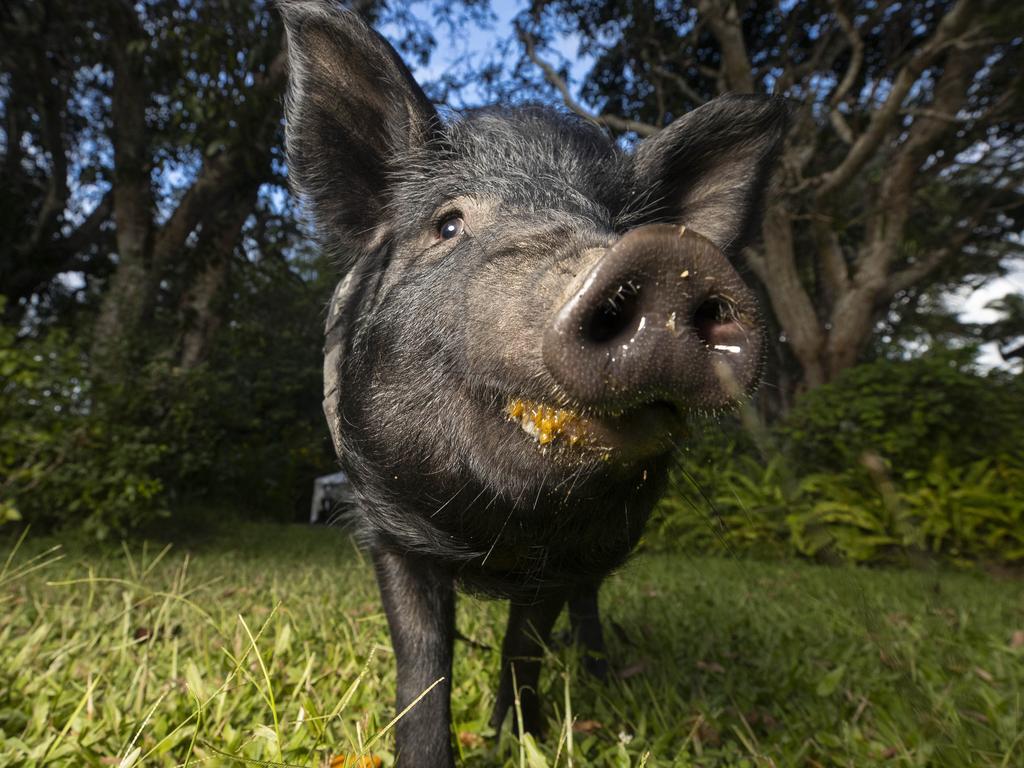 Berkshire Cross Lenny at home in Cooroy. Picture: Lachie Millard