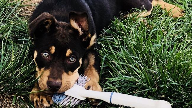 Day of Dogs 2018. Kelpie pup Clancy with an odd choice of toy. Picture: Georgina Richardson
