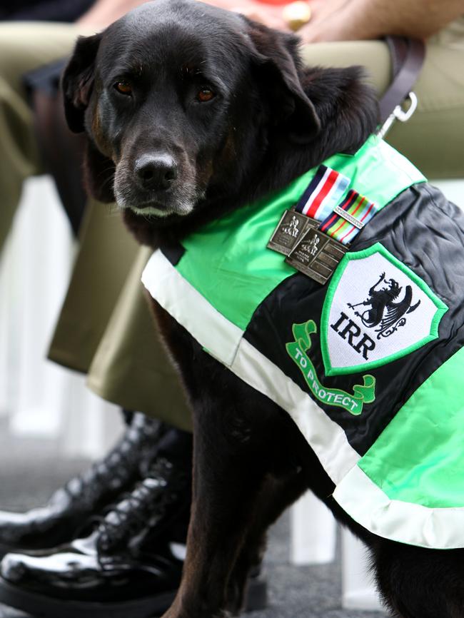 Sarbi with her Puprple Cross, the RSPCA’s most prestigious animal bravery award, at the Australian War Memorial in Canberra.