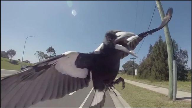 A swooping magpie in NSW. Picture: Trent Nicholson / YouTube