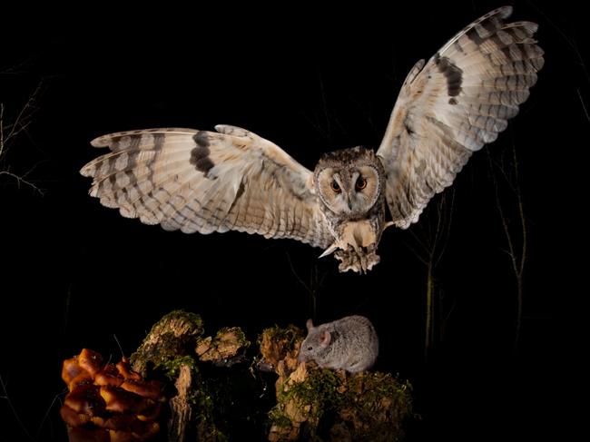 The photographer had been following this owl for months to get the perfect shot. Picture: Paolo Rizzola