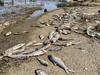 Causing a stink: Foul, dead rotting fish plague engulfs river town