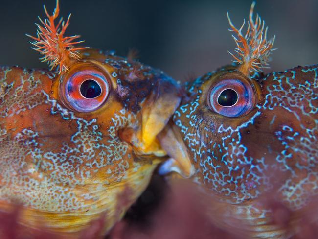 Underwater Photographer of the Year 2018.  WINNER Category 10. British Waters MacroCredit name: Henley Spiers/UPY 2018Nationality: United KingdomImage caption: Battle of the TompotsCountry taken: U.K.Location: Swanage Pier, Swanage, Dorset Despite appearances, these two Tompot Blennies are not kissing but engaged in a ferocious battle over mating rights. The British summer is mating season amongst Tompots and competition is fierce. I went diving under Swanage Pier in search of these charismatic fish and was delighted to encounter one with the ornate, blue facial markings designed to attract a partner. To my surprise and wonder, he was soon joined by another male and they started tussling. At one point, the dust settled and they remained motionless, jaws locked together, just long enough for me to capture this image. It was a very fortunate encounter and I am delighted to be able to share it through this photo.